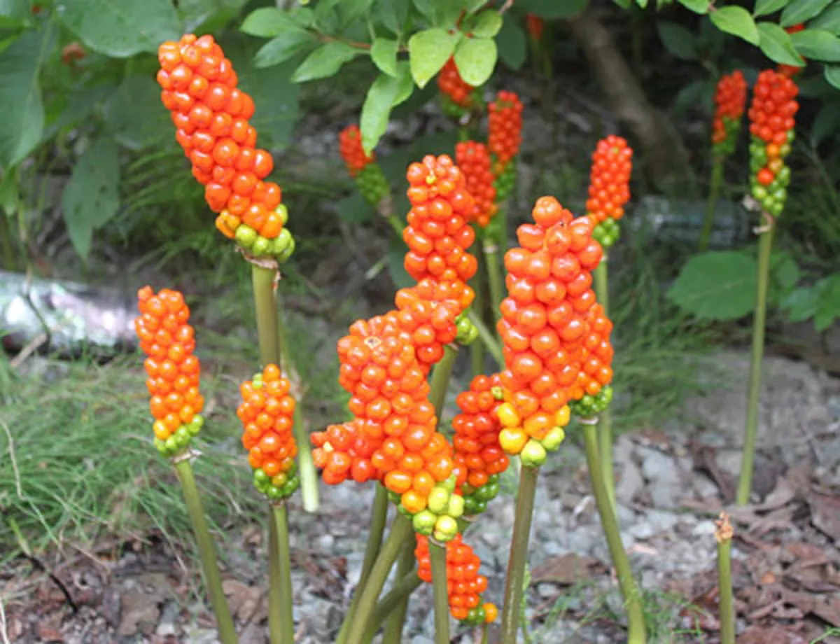 Arum italicum seeds