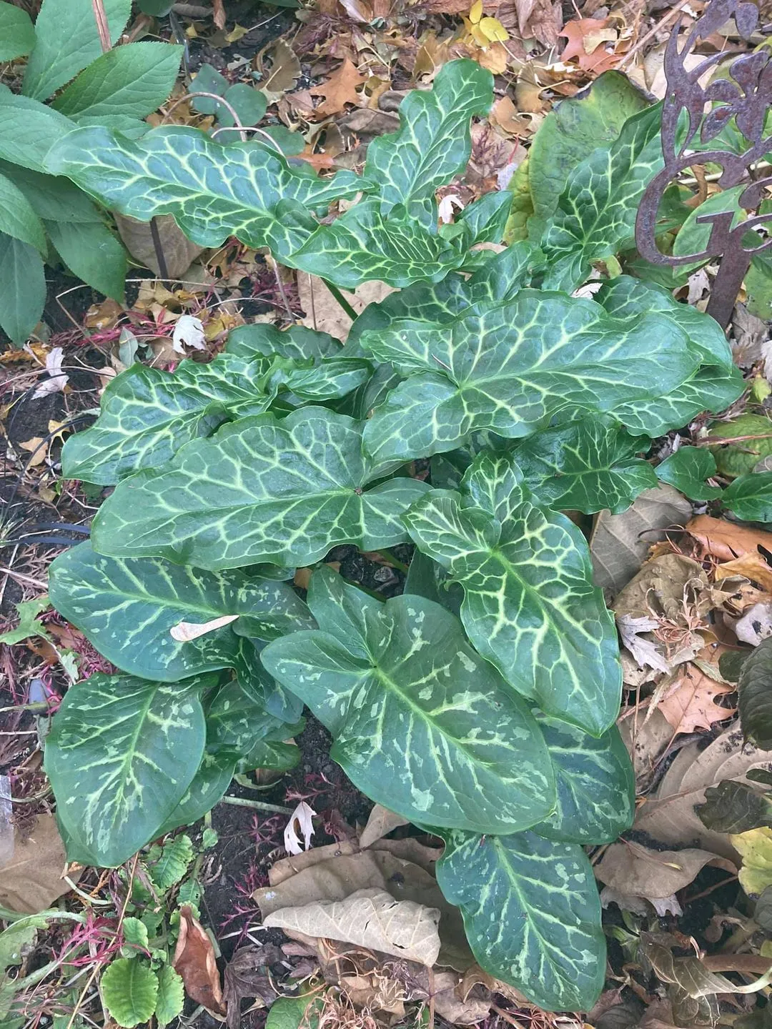 Arum italicum seeds